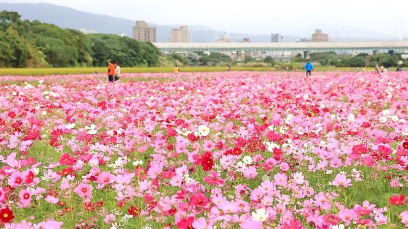 愛戀關渡現花海　11/6免費入場