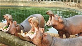 河馬，餵河馬，六福村提供