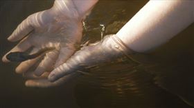 蝌蚪，青蛙，小蝌蚪（示意圖／翻攝自Pixabay）