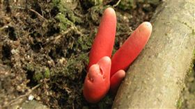 圖／翻攝自日本厚生勞動省官網