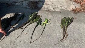 綠鬛蜥,彰化,二林。(圖/翻攝自二林人的大小事)