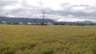 50年來頭一遭！台東米染病成空包彈