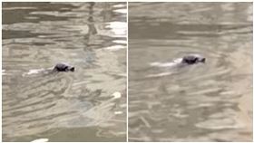 鼻頭漁港有海豹現蹤。（圖／翻攝自港邊仔）