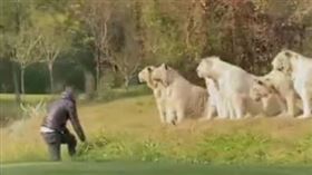 ▲遊客衝到白虎面前狂吼。（圖／截取自微博影片）