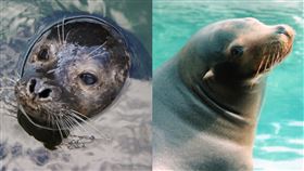 海獅https://reurl.cc/l5zMEq
海豹 https://www.flickr.com/photos/twicepix/with/4239779061/