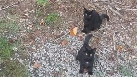 照片不只3隻貓排排坐！第4隻超神太會藏（圖／翻攝自Reddit論壇）