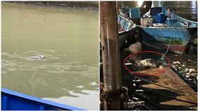 海豹,鼻頭漁港,新北,海瀨,水中動物,（圖／翻攝自「Ocean Love Dive Club海洋樂潛水俱樂部」粉專）