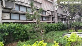 台北市前北投分局長高鎮文種植的青松。（圖／翻攝畫面）