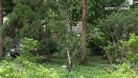 警局種梅樹.青松 諧音