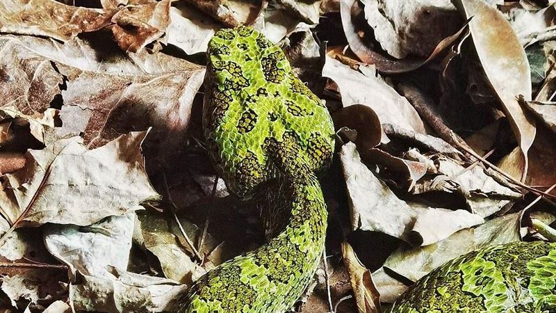 毒蛇界的大貓熊　世界最貴黑市可賣4百萬