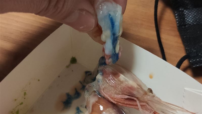 生蝦狂流詭異藍汁　老饕一看反讚極品