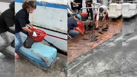 放生變浩劫！梧棲港倒龍虎石斑網罵翻（圖／翻攝自爆料公社）