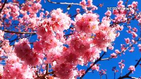 L楓櫻季房夯1000