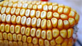 玉米。圖/PIABAY