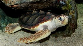 赤蠵龜。（圖／翻攝自維基百科，作者：Brian Gratwicke，CC BY 2.0）