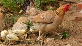 母雞、小雞、雞、雞隻、蛋（示意圖／翻攝自PIXABAY