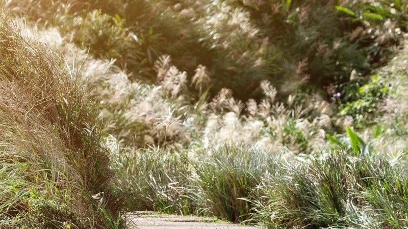 「草嶺古道芒花季」秋季拍照好去處！