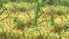 台灣黑熊「狂啃花蓮有機米」　農會全包不收割：讓熊熊吃飽
圖／翻攝畫面