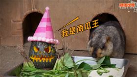 （圖／翻攝自頑皮世界野生動物園臉書）