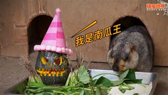 史上最萌萬聖節！頑皮世界狂送住宿券