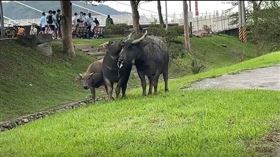 新北市,汐止區,新長安橋,牛,逛大街,（圖／翻攝畫面）