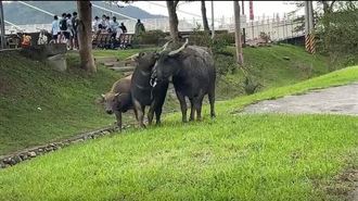 3牛闖汐止鬧區閒晃！警化身護牛天使