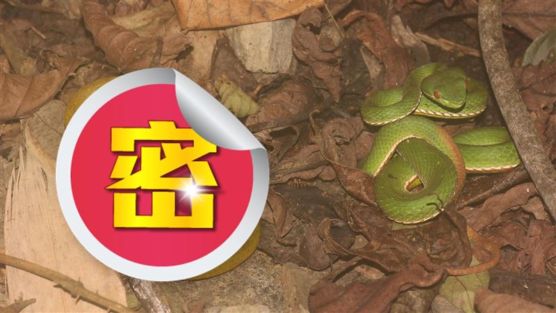 遇特殊色青竹絲！網驚訝喊：從沒見過