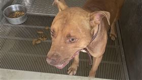 比特犬,咬死人,新竹縣,（圖／新竹縣家畜所提供）