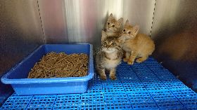 桃園動保處設捐款專戶  