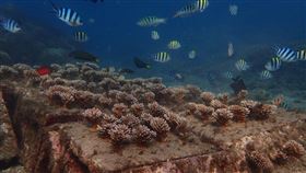 澎湖棲地復育有成  杭灣珊瑚海洋花園吸睛（1）澎湖縣政府推動海洋棲地復育有成，馬公鎖港杭灣的珊瑚海洋花園，109年吸引6萬名遊客造訪，杭灣的成功經驗未來將在其他適合珊瑚生長的澎湖海域推廣。（澎湖縣政府提供）中央社　110年3月8日