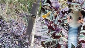 眼睛蛇,新田登山步道,台中