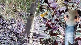 台中眼鏡蛇凶狠擋道　路過遊客被嚇壞