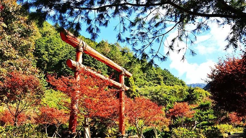 杉林溪楓葉紅了 上千棵楓葉樹隨秋意染紅有如 彩色森林 旅遊頻道 三立新聞網setn Com