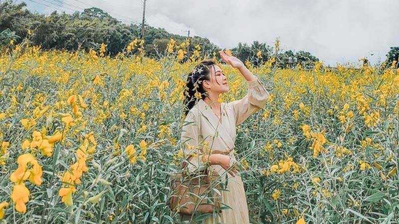 隱藏美景！大片金黃色太陽麻花海來襲