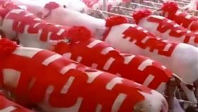 ▲288口豬排開來真壯觀。（圖／翻攝自微信影片）