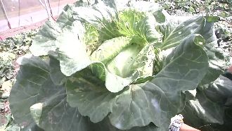 高麗菜自採10元　農民遭批打壞行情