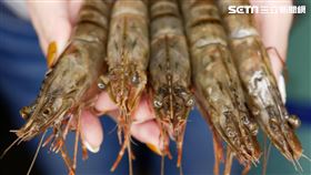 究極鍋物 虎蝦（圖／千葉集團提供）