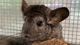 龍貓，台北市立動物園提供