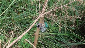 台灣黑熊現蹤？花蓮林管處：最高規格警戒花蓮縣富里鄉陳姓農友日前到田區巡田，在山谷中的一塊田地裡發現疑似台灣黑熊正在啃食稻穗，陳姓農友用手機拍下畫面，向富里鄉農會及林務局花蓮林區管理處通報。花蓮林管處在田區周邊裝設紅外線攝影機，目前則以最高規格警戒。中央社記者李先鳳攝  110年10月31日