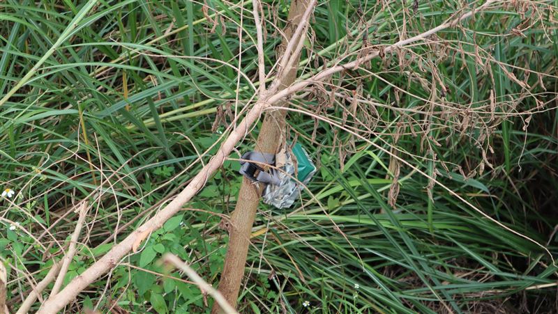 海岸山脈台灣黑熊現蹤？最高規格警戒