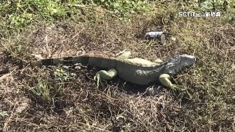 南投也淪陷？溪邊驚見巨大綠鬣蜥蹤跡