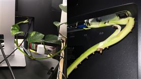 電腦被魔鬼藤入侵／Cormac Farrell Twitter