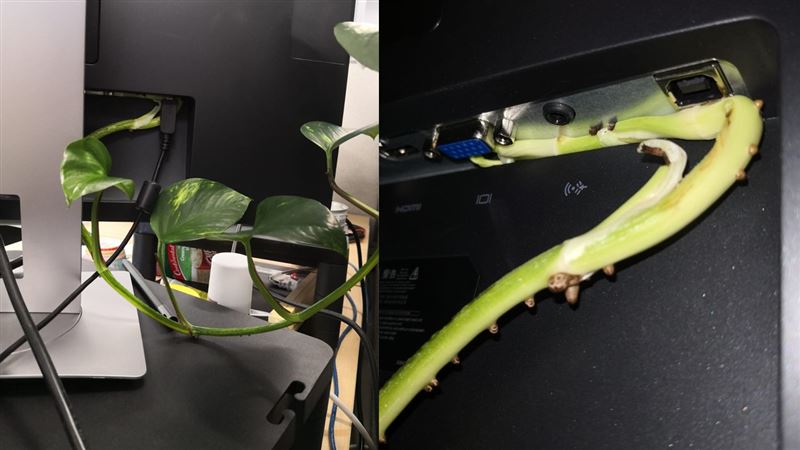 解封回辦公室　驚見電腦被魔鬼藤入侵