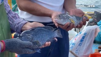 夢幻石斑現澎湖　台灣成功箱網繁殖