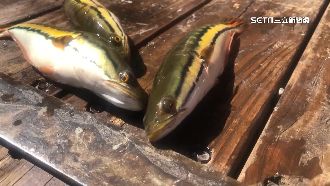 掀日月潭浩劫　漁民憂「魚虎」量爆發