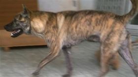 大陸,農村,狼,虎斑犬,動物