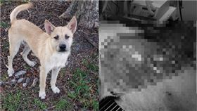 虐待,趴皮,寵物,台東,愛犬