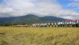 花蓮富里稻田圈  向全球骨髓捐贈者致敬（2）花蓮富里鄉的稻田切割成世界骨髓捐贈者日活動WMDD（World Marrow Donor Day）的LOGO，200多人戴上紅藍斗笠走進稻田排列出圖騰，向全球的捐贈者致謝。（慈濟骨髓幹細胞中心提供）中央社記者李先鳳傳真  110年11月1日