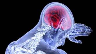 肥胖,大腦萎縮,脂肪,人腦（示意圖／取自Pixabay）