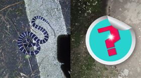 原PO以為甘蔗是超大雨傘節。（圖／翻攝自爆料公社）